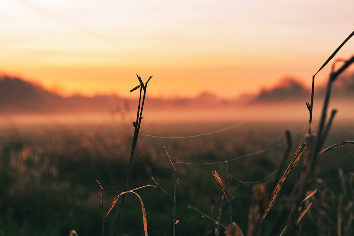 Welches Meadow sunrise in Leamington Spa by Brian Roe