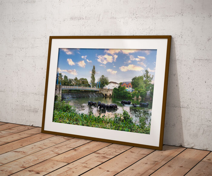 Elephants in the River Leam framed 1 - Leamington Spa