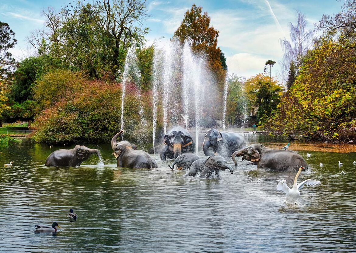 Elephants in the Jephson Gardens Pond, By Brian Roe