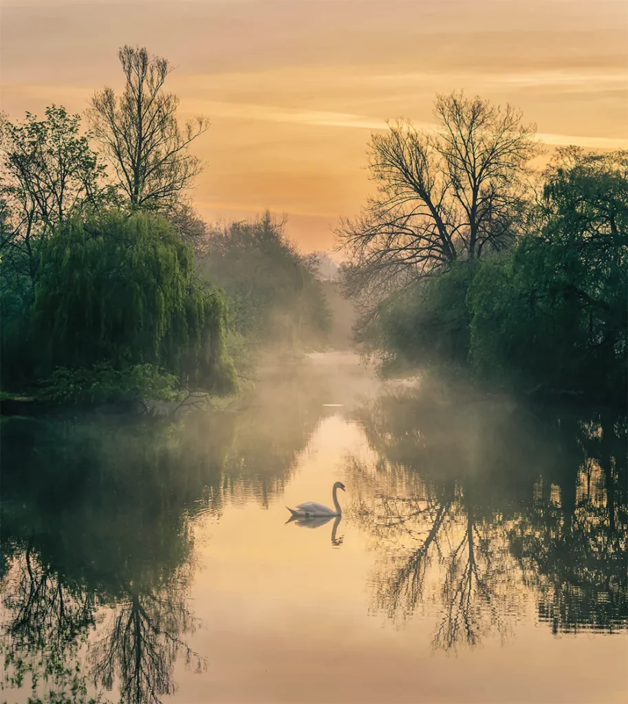 Fine art photography print titled The Grace of a Solitary Dawn featuring a single swan on the misty River Leam in Royal Leamington Spa by Brian Roe.