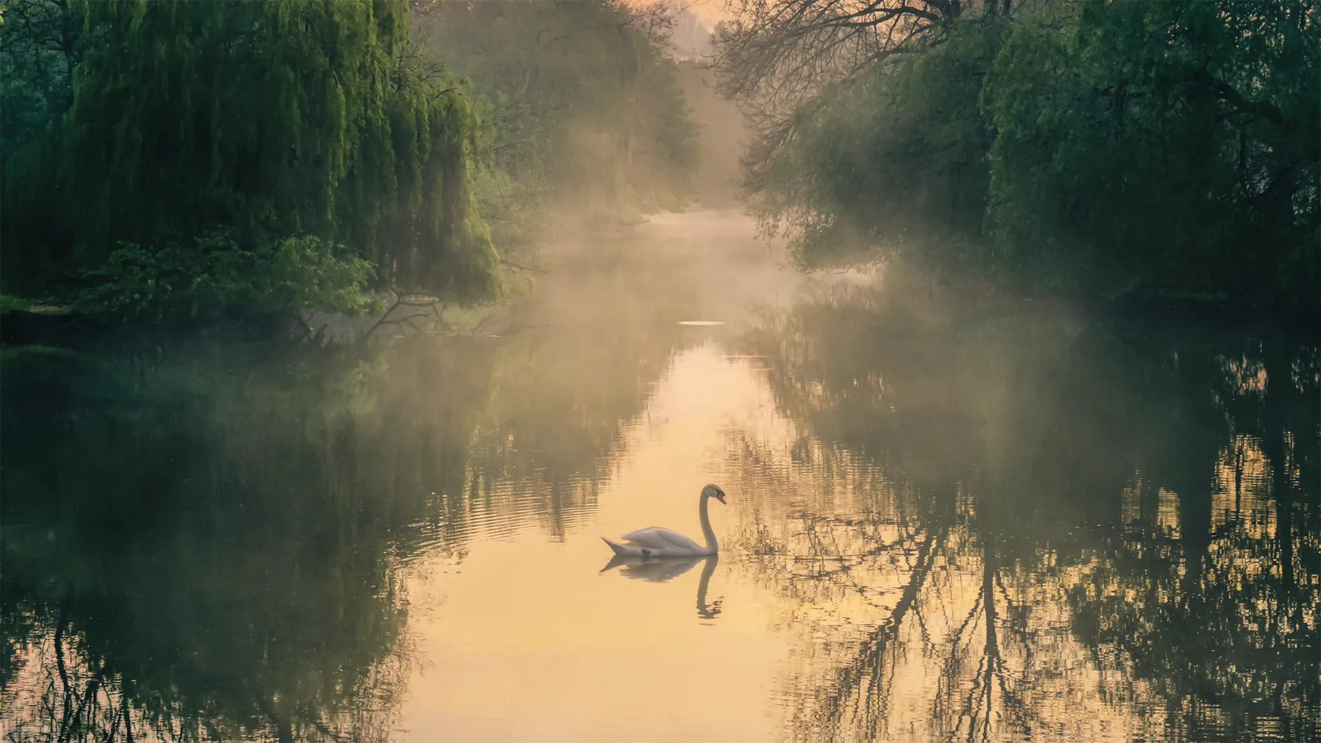 Fine art panoramic photograph of a solitary swan floating on the misty River Leam at sunrise by Brian Roe.